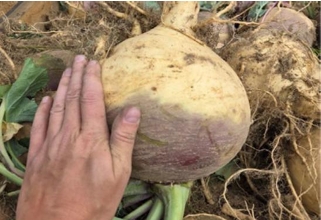 Capture d’écran_30-10-2025_91348_tcbbsl.org